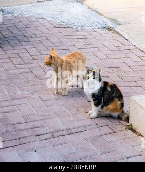Zwei Katzen sitzen auf einer Straße. Straßenkatzen. Ingwer und drei Farben Katzen draußen. Soziale Probleme. Schöne Kätzchen. Domesatische Tiere. Haustiere Stockfoto