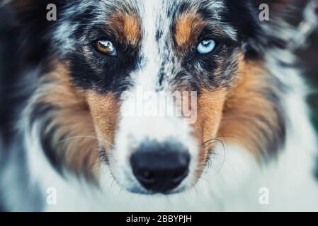 Ein Hund schaut auf Sie, teilt seine Emotionen. Stockfoto