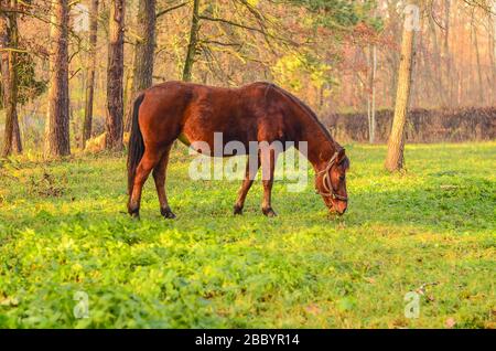 Schönes dunkles Pferd grast auf einem grünen Rasen in der Nähe des Herbstwaldes Stockfoto
