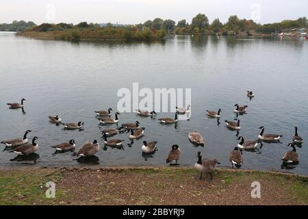 Kanada Gänse auf dem See. Fairlop Waters County Park, Barkingside, London Borough of Redbridge Stockfoto