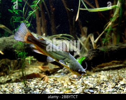 Schwarzer Stierkopf (Ictalurus melas), gefangen, Frankreich Stockfoto