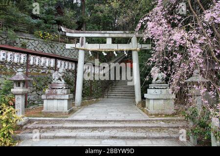 KYOTO, Japan - 16. APRIL 2012: Hachi Schrein mit Kirschblüten in Kyoto, Japan. Der Schrein ist bei Ginkakuji Gelände in Sakyo-ku Distrikt K Stockfoto