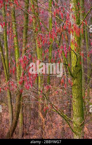 Winterblütenform gemeiner Erle - lat. Alnus glutinosa - auch Schwarze Erle genannt, europäische Erle in einer Mischwaldregion Mazovia Stockfoto