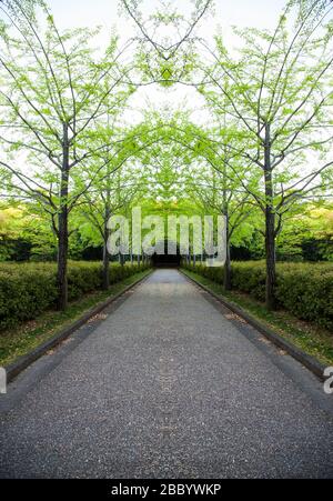 Grüner Ginkgo-Baum am Straßenrand in Japan Stockfoto