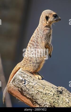 Meerkat in der typischen aufrechten Position an einem Baumstamm Stockfoto