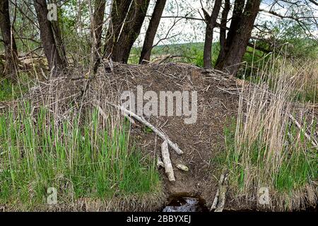 beaver Lodge im Unterholz an einem kleinen Bach Stockfoto