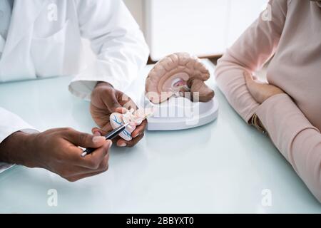 Arzt erklärt die Details des menschlichen Gehirns zu glücklich Frau mit Modell Stockfoto