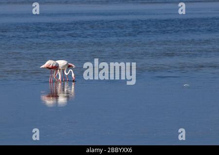 flamingo im ebro Delta in tarragona Stockfoto