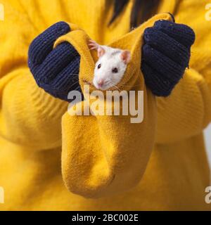 Weiße Ratte in einem gestrickten Hut. Hände in Strickhandschuhen halten einen Hut, in dem ein Nagetier sitzt. Stockfoto