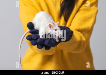 Weiße Ratte in den Armen. Im Hintergrund ist ein Mann, der einen flauschigen Nagetier mit den Händen in Handschuhen hält. Stockfoto