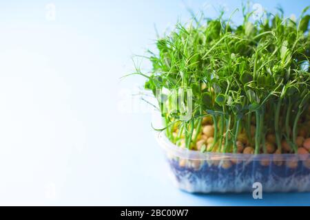 Junge Gemüsesprosse, mikrogrün auf blauem Grund, organische Mikrosprossen in einer Kunststoffkiste Stockfoto