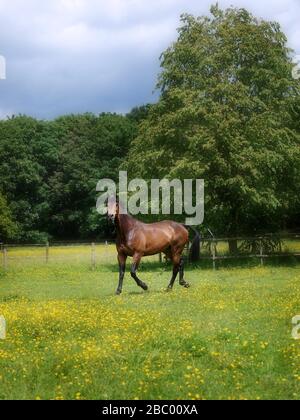 Ein Buchtpferd entpuppte sich in einem Sommer-Paddock, das mit Butterbechern bedeckt war Stockfoto