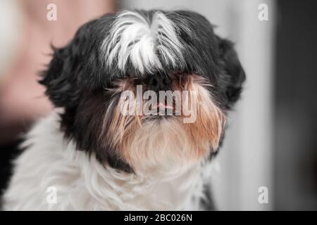 Lustiger Hund, Shih Tzu brüten. Nahaufnahme. Haustier. Homeless. Stockfoto