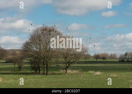 Rookery Breeding Carrion kräht sich aktiv hin und her mit Zweigen, um die Nester der letzten Jahre zu sichern, die bereit sind, vereinzelte Bäume zu brüten Stockfoto