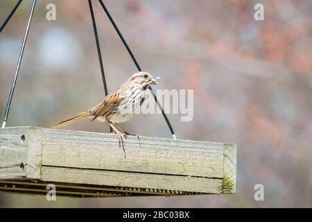 Kleine Sparrenstickung Stockfoto