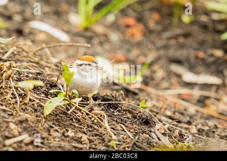 Kleiner Sparrensplitter, der nach Material sucht, um sein Nest zu bauen Stockfoto