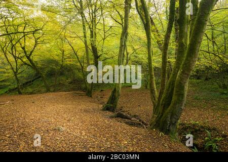 Buchen Sie am Bach in Hope Wood im Ebbor Gorge National Nature Reserve in den Mendip Hills, Somerset, England. Stockfoto