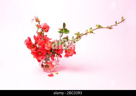 Frische Blumenblütenzweige in Glasvase auf pastellrosa Hintergrund. Mockup für Sonderangebote als Werbung oder andere Ideen. Stockfoto