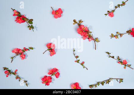 Blumenmuster aus rosa Blumenästen mit Schatten auf pastellblauem Hintergrund. Flache Lage, Draufsicht. Beauty Natur Frühlingskonzept. Stockfoto