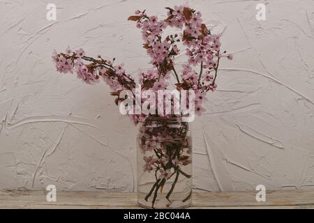 Kirschblüte in Vase, schöne rosafarbene Blumen. Prunus serrulata oder japanische Kirsche auch Hügelkirsche, Orientkirsche oder ostasiatische Kirsche genannt Stockfoto