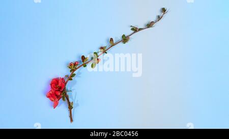 Frische Blumenblütenzweige auf pastellblauem rosafarbenem Hintergrund. Mockup für Sonderangebote als Werbung oder andere Ideen. Stockfoto