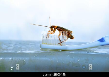 Nahaufnahme der Zahnbürste Stockfoto