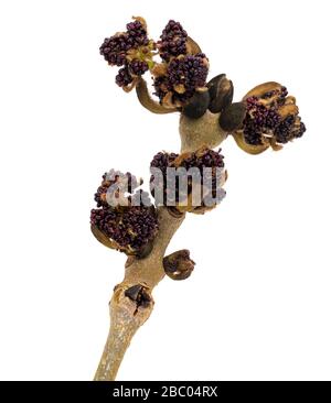 Auftauchende Blumen der gemeinen Esche, Fraxinus excelsior, vor einem when Hintergrund Stockfoto