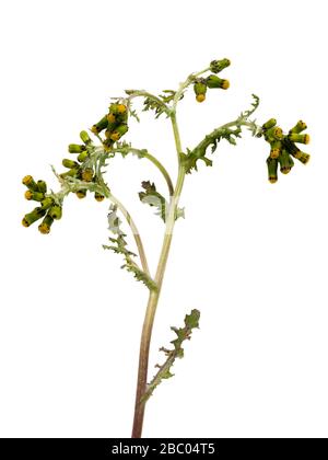 Blumen und Laub der jährlichen britischen Unkrautart Senecio vulgaris, Erdsel, auf weißem Grund Stockfoto