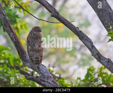 Eine braune Fischkeule thront auf einem Fleck eines Baumes im Jim Corbett National Park, Uttarakhand, Indien Stockfoto