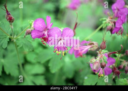 Purpurrote Blüte des aufblühenden Geranium Makrorrhizums. Stockfoto