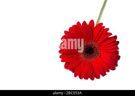 Roter gerber isoliert auf weißem Hintergrund Nahaufnahme mit Kopierbereich. Stockfoto