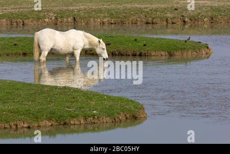 Camargue Horse Trinkwasser in einem Naturreservat Stockfoto