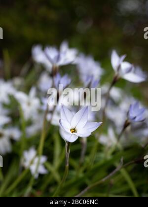 Eine Frühlingsblüte Ipheion uniflorum Blume vor einem weichen verschwommenen Hintergrund der gleichen Blume. Stockfoto