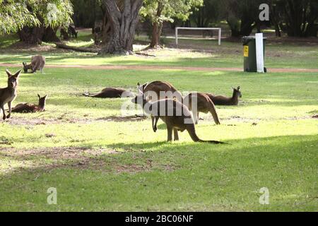 Wilde Kängurus in Dänemark, Western Australia Stockfoto