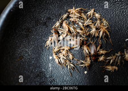 Ein Tag mit den Auszubildenden im Hellabrunner Zoo: Tote Insekten als Nahrung. [Automatisierte Übersetzung] Stockfoto