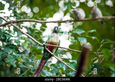 Ein Tag mit den Auszubildenden im Zoo Hellabrunn: Ein Papagei. [Automatisierte Übersetzung] Stockfoto