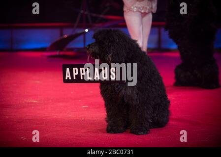 Hund mit "Beifall"-Schild bei der Premiere des 3. Winterprogramms am Sonntag, 1. März 2020 im Circus Krone in München [automatisierte Übersetzung] Stockfoto