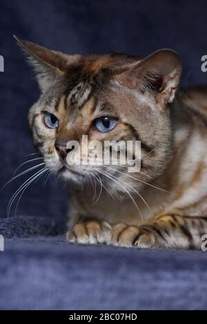 Nahaufnahme einer Tabby-Katze, die auf dem blauen Hintergrund ruht. Vertikal, Vorderansicht, Hochformat. Stockfoto