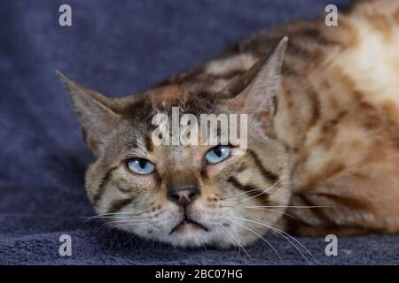 Nahaufnahme einer Tabby-Katze, die auf dem blauen Hintergrund ruht. Horizontal, Vorderansicht, Hochformat. Stockfoto