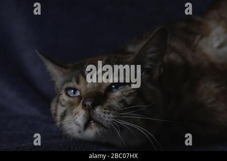 Nahaufnahme einer Tabby-Katze, die in dunklen Farben auf dem blauen Hintergrund ruht. Horizontal, Vorderansicht, Hochformat. Stockfoto