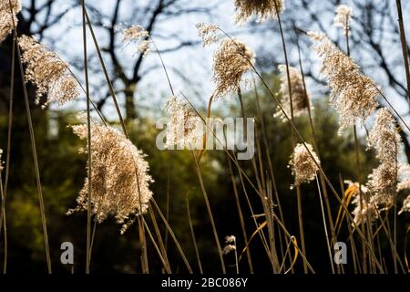 Pampas-Gras neben dem Schloss Linn und dem historischen Park in Krefeld Stockfoto