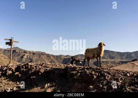 Spanien, Kanarische Inseln, Gran Canaria, Landschaft im Inneren des Südens im Pilankeon-Nationalpark Stockfoto