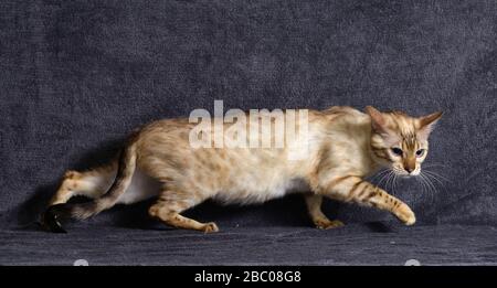 Tan-Katze schleicht sich auf dunkelblauem Hintergrund. Horizontal, Seitenansicht. Stockfoto