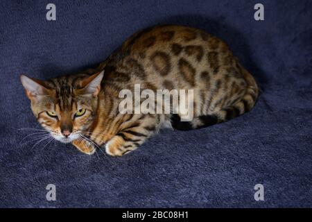 Mürrische Katze auf dem dunkelblauen Hintergrund. Horizontal, von oben aufgenommen Stockfoto