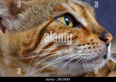 Nahaufnahme eines Katzenkopfes. Horizontal, Seitenansicht, Hochformat. Stockfoto