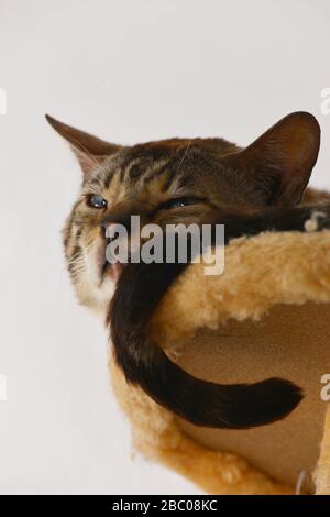 Nahaufnahme einer Tabby-Katze, die auf dem Katzbaum ruht. Vertikal, Seitenansicht, Hochformat. Stockfoto