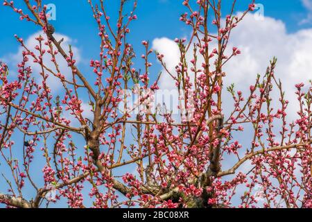 Kirschblütenbaum verzweigt mit rosa und roten Blumen. Kirschbaum mit blühenden Zweigen vor blauem Himmelshintergrund, an einem sonnigen Frühlingstag. Stockfoto