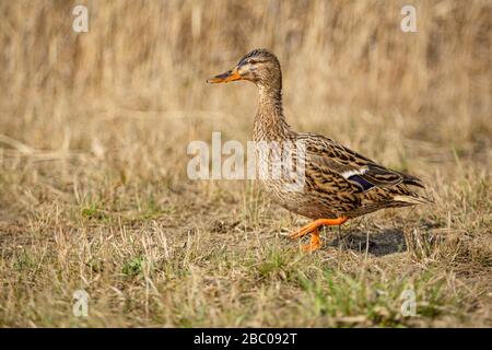 Nahaufnahme von nasser brauner und schwarzer Mallard-Ente, einem Weibchen, mit orangefarbenen Beinen und Schnabel, die an einem sonnigen Frühlingstag auf trockenem Gras laufen. Schilf im Hintergrund. Stockfoto