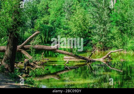 Ein umgestürzter Baumzweig liegt in einem See inmitten eines Grünwaldes Stockfoto