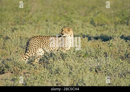 Gepard in hohem Grünrasen, Etosha-Nationalpark Stockfoto